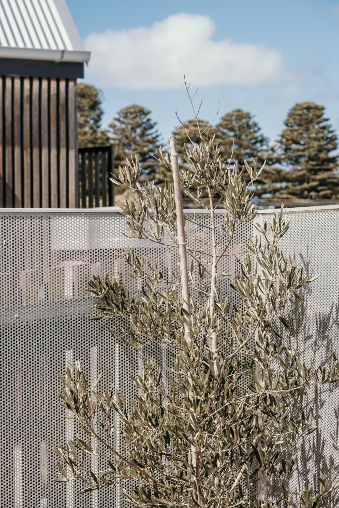 The Oak & Anchor Hotel Port Fairy Exterior photo Olive tree in the courtyard of the museum